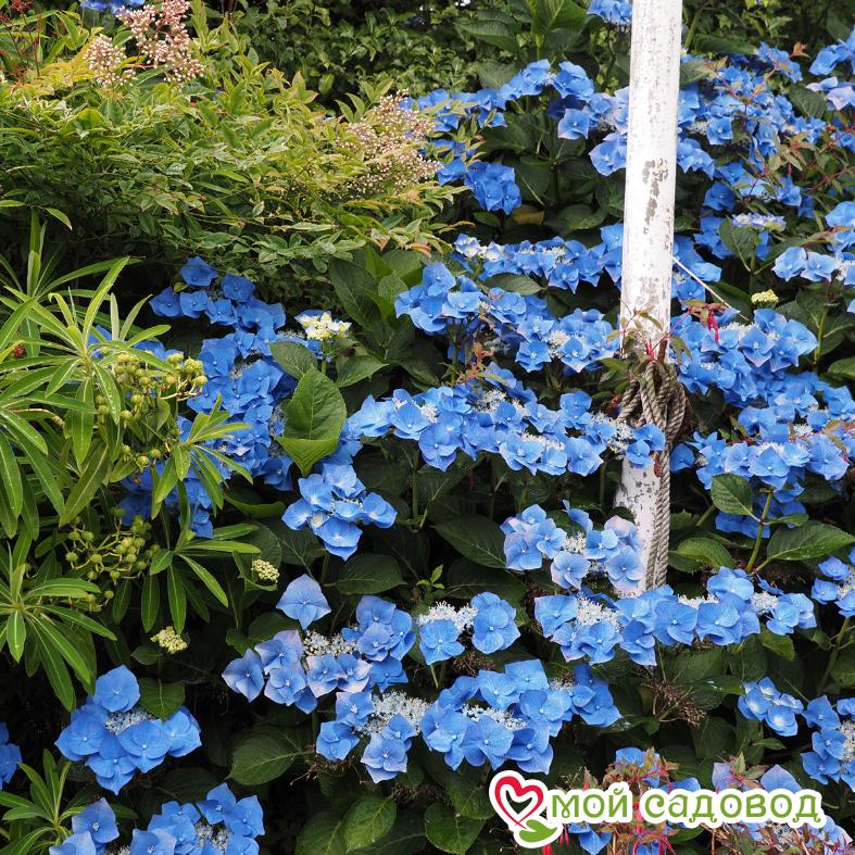 Гортензия крупнолистная Таубе (Taube)