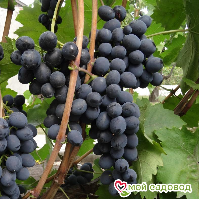 Виноград Молдавский