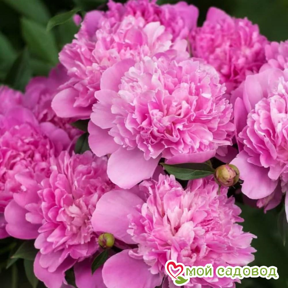 Пион Патио Рим