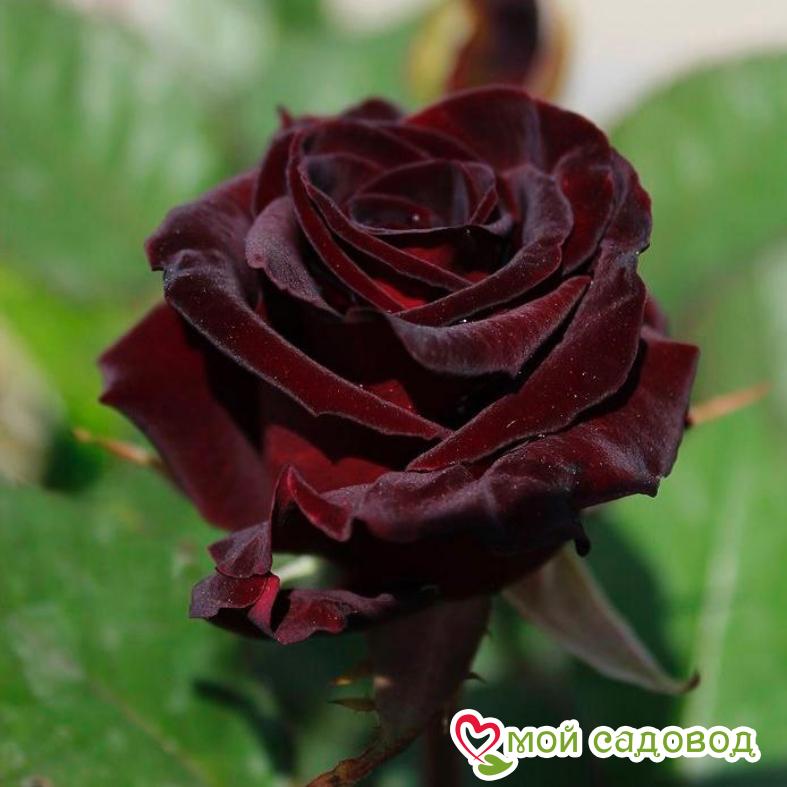 Роза чайно-гибридная Блэк Баккара