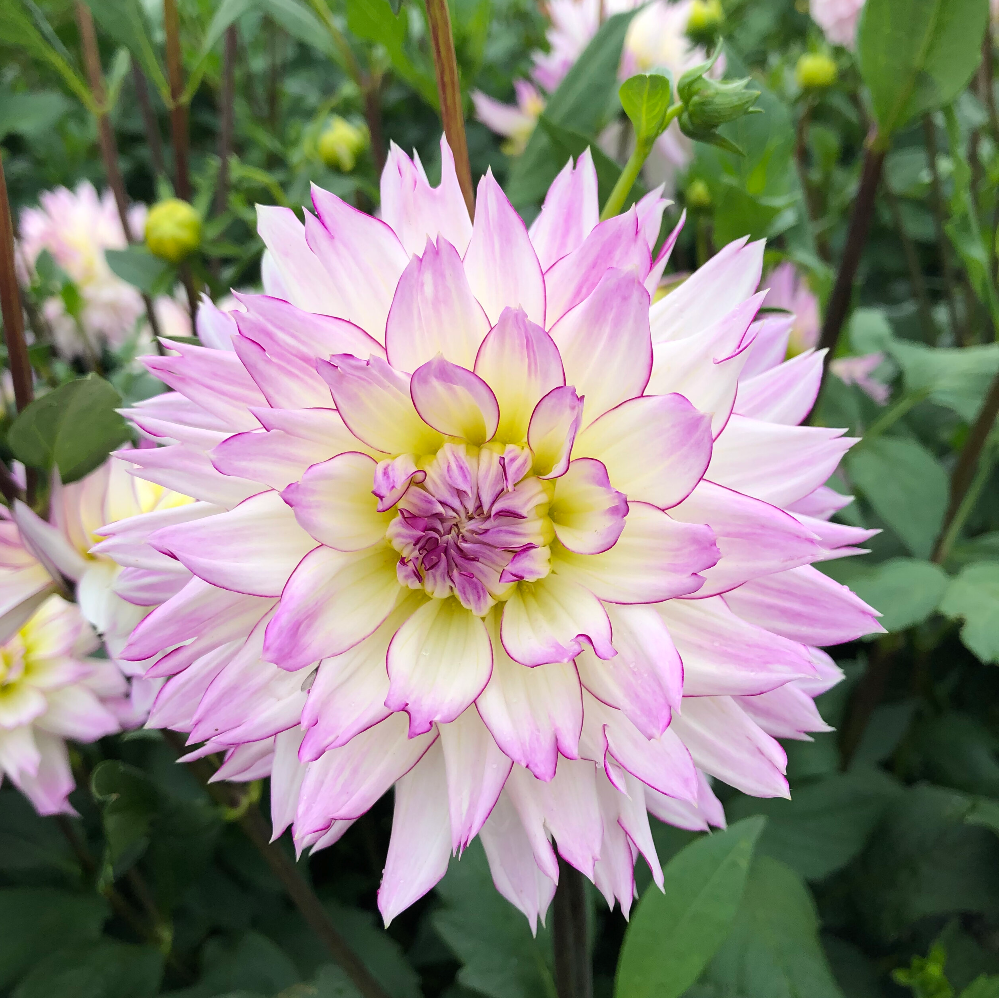 Георгина декоративная КРЕЙЗИ ЛАВ (DOWNHAM ROYAL)