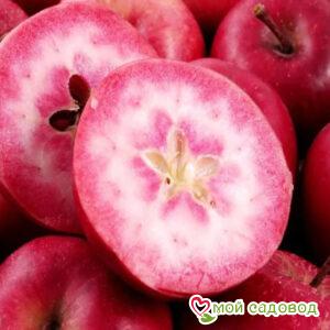 Яблоня Ред Лав