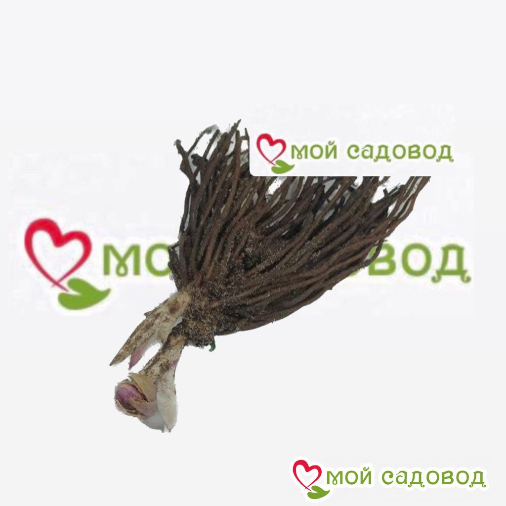 Хоста Кибер Виста